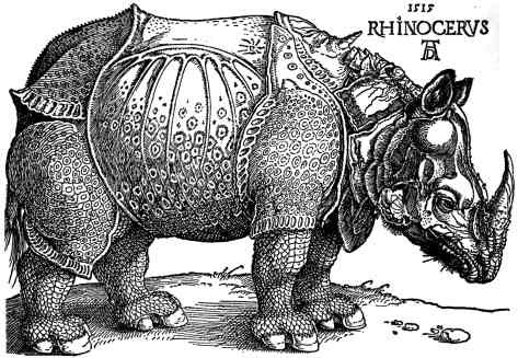 rino1-3